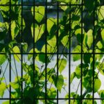 can a trellis exceed fence height