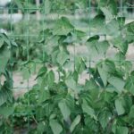 do green beans require trellising
