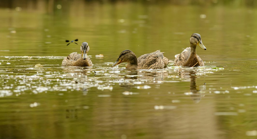 do your backyard ducks fly away