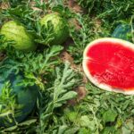 grow watermelons on trellis