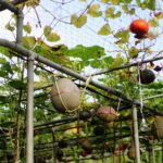 growing cantaloupe on a trellis