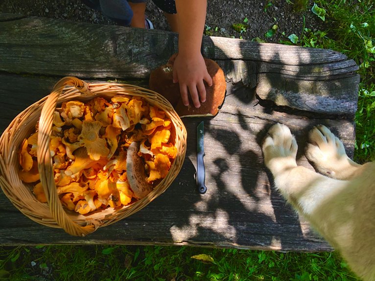 poisonous backyard mushrooms identification