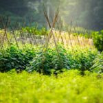 trellising tomatoes is it necessary